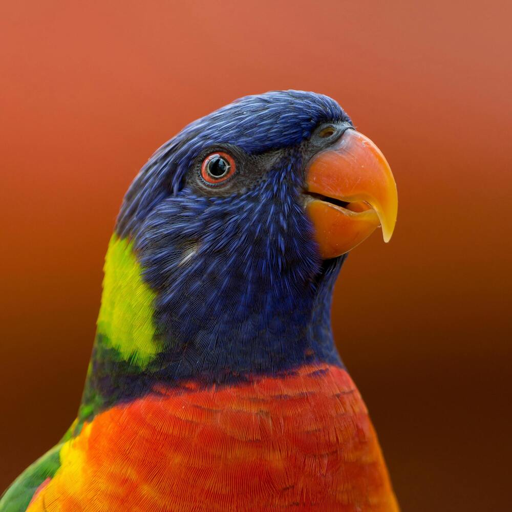 кембриджский тест на цветовое зрение loriini bird после